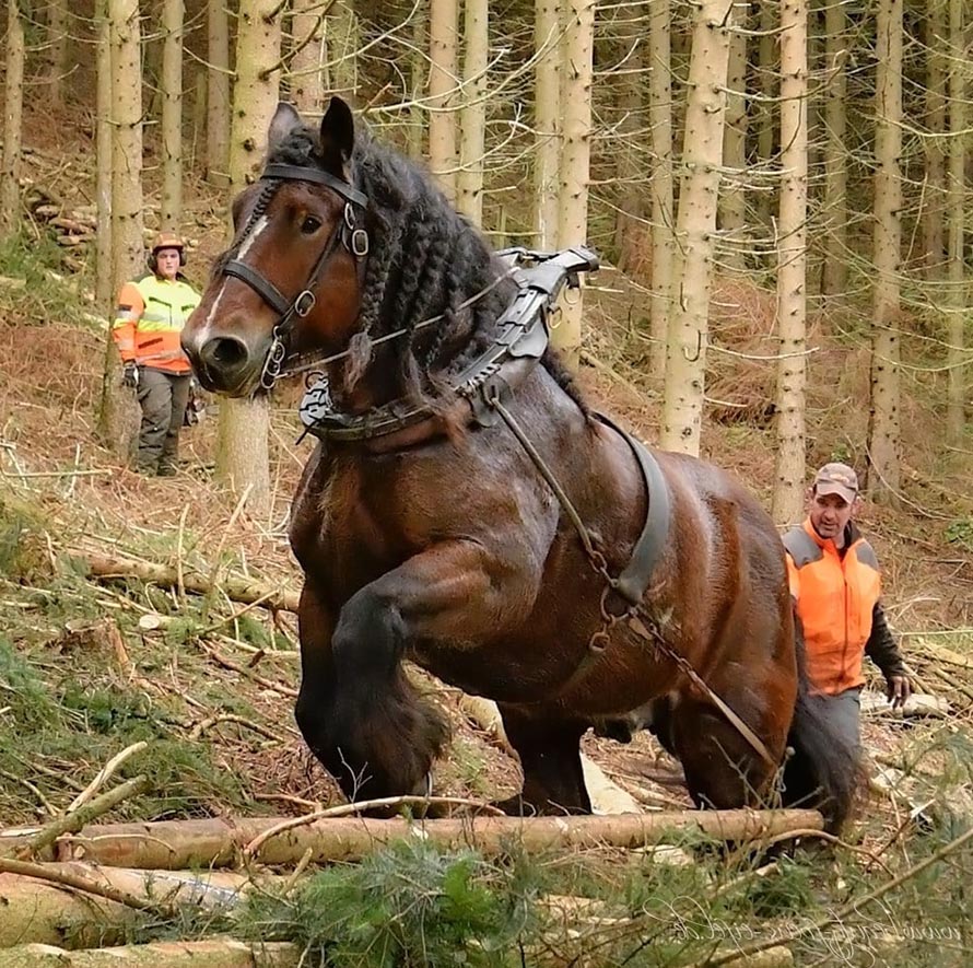 Ardennes Belgium Draft Horse